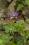 Wild geranium